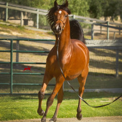 2018 starlight juell v july h3h5210