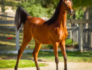 2018 starlight juell v july h3h5246