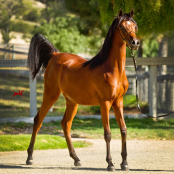 2018 starlight juell v july h3h5246