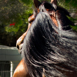 2018 starlight juell v july h3h5424