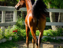 2018 starlight juell v july h3h5429