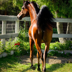 2018 starlight juell v july h3h5429