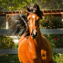 2018 starlight juell v july h3h5457