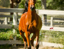2018 starlight juell v july h3h5524