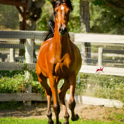 2018 starlight juell v july h3h5524
