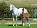 2018 sue sally v with dam shamaara