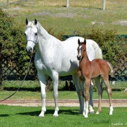 2018 sue sally v with dam shamaara
