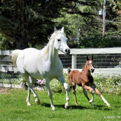 2018 sue sally v with dam shamaara2