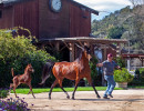 2020 mm star sapphiire foal 1 3
