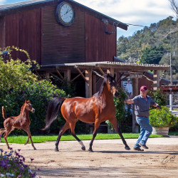 2020 mm star sapphiire foal 1 3