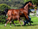 2020 mm star sapphiire foal 2 3