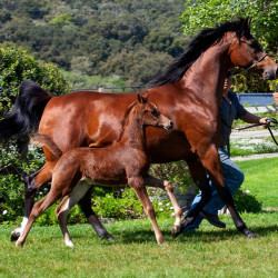 2020 mm star sapphiire foal 2 3