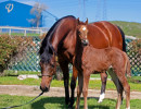 2020 mm star sapphiire foal 3 3
