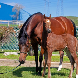 2020 mm star sapphiire foal 3 3