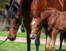 2020 mm star sapphiire foal 4 3
