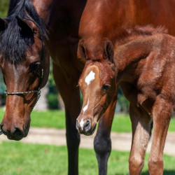 2020 mm star sapphiire foal 4 3