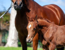 2020 mm star sapphiire foal 5 3
