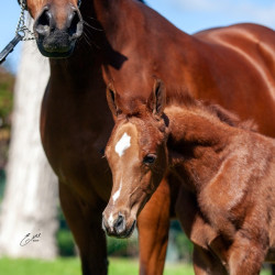 2020 mm star sapphiire foal 5 3