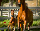 2018 supreme jullyen v and his dam july h3h4970