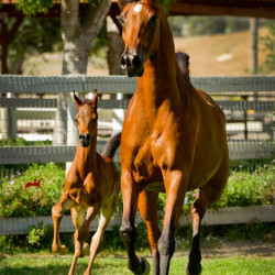 2018 supreme jullyen v and his dam july h3h4970