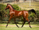2019 supreme jullyen v august19 h3h5889