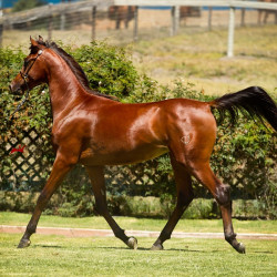 2019 supreme jullyen v august19 h3h5889