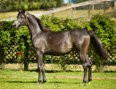 2018 sweet califa v july h3h5768