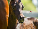 sweet caroline filly h3h3124