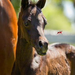 sweet caroline filly h3h3124