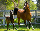 sweet caroline and filly h3h2954