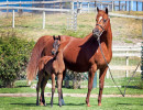 2020 sophia el jullyen v filly april30