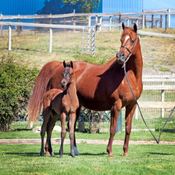 2020 sophia el jullyen v filly april30