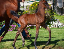 2020 sophia el jullyen v filly april30 3133
