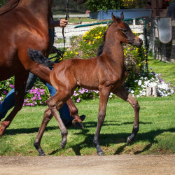 2020 sophia el jullyen v filly april30 3133