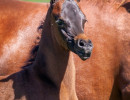 2020 sophia el jullyen v filly april30