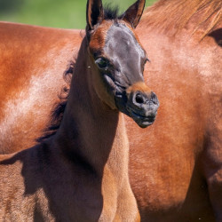 2020 sophia el jullyen v filly april30