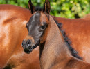 2020 sophia el jullyen v filly april30