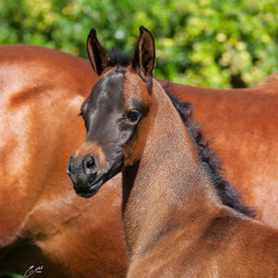 2020 sophia el jullyen v filly april30