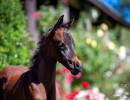2020 sophia el jullyen v filly april30
