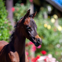 2020 sophia el jullyen v filly april30