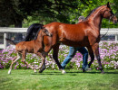 2020 sequoia jullyen v filly april30
