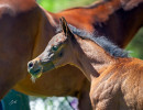 2020 sequoia jullyen v filly april30