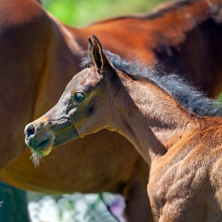 2020 sequoia jullyen v filly april30
