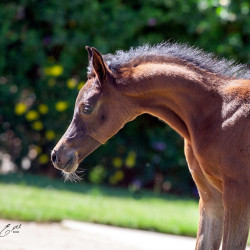 2020 sequoia jullyen v filly april30