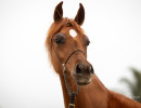 2026 velvet jv april h3h3362