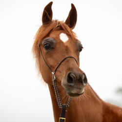 2026 velvet jv april h3h3362