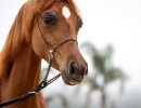 2026 velvet jv april h3h3378