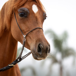 2026 velvet jv april h3h3378