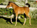 2018 jessica cb filly h3h2371