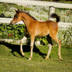 2018 jessica cb filly h3h2371